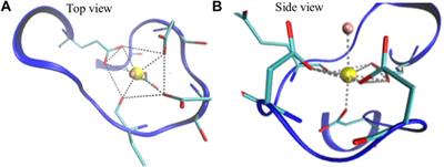 Coarse-Grained Modeling and Molecular Dynamics Simulations of Ca2+-Calmodulin